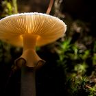 Pilz im Rampenlicht 