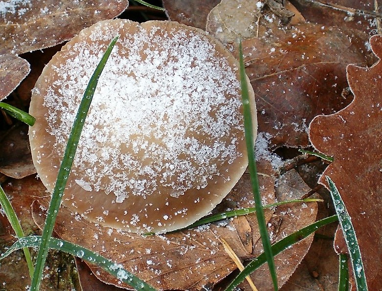 Pilz im Raureif