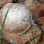 Pilz im Raureif