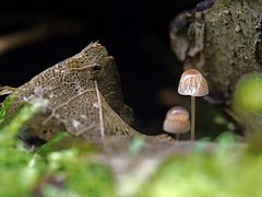 Pilz im Regen