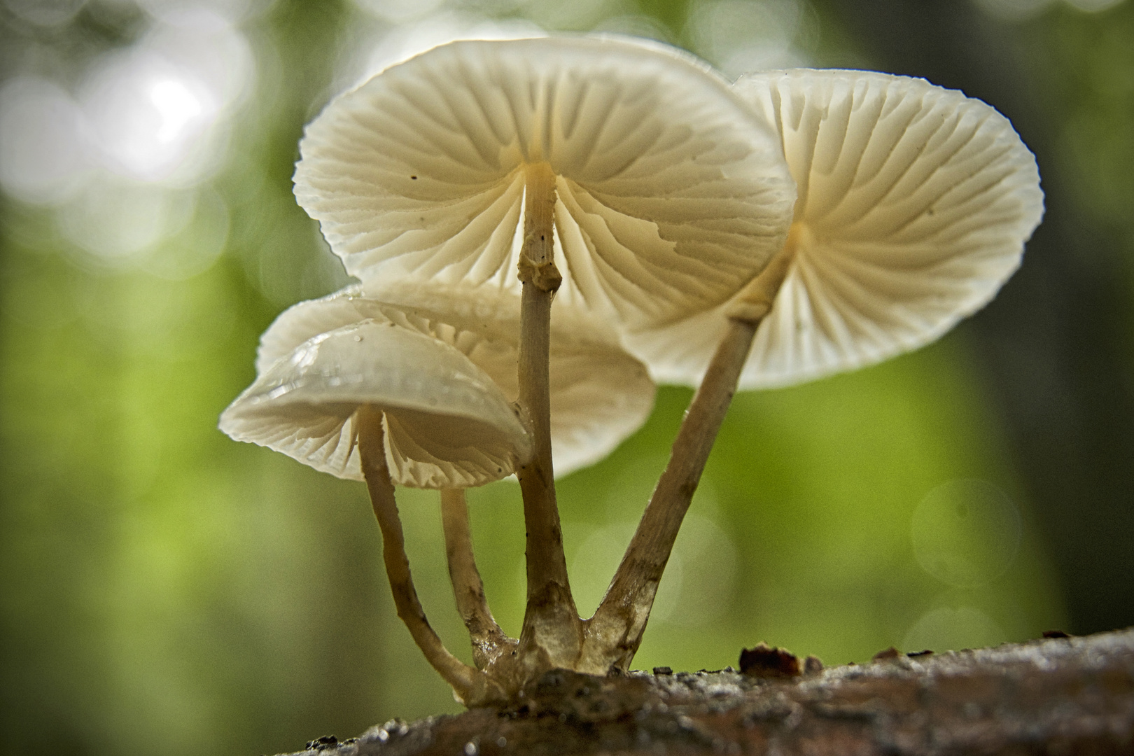 Pilz im Regen