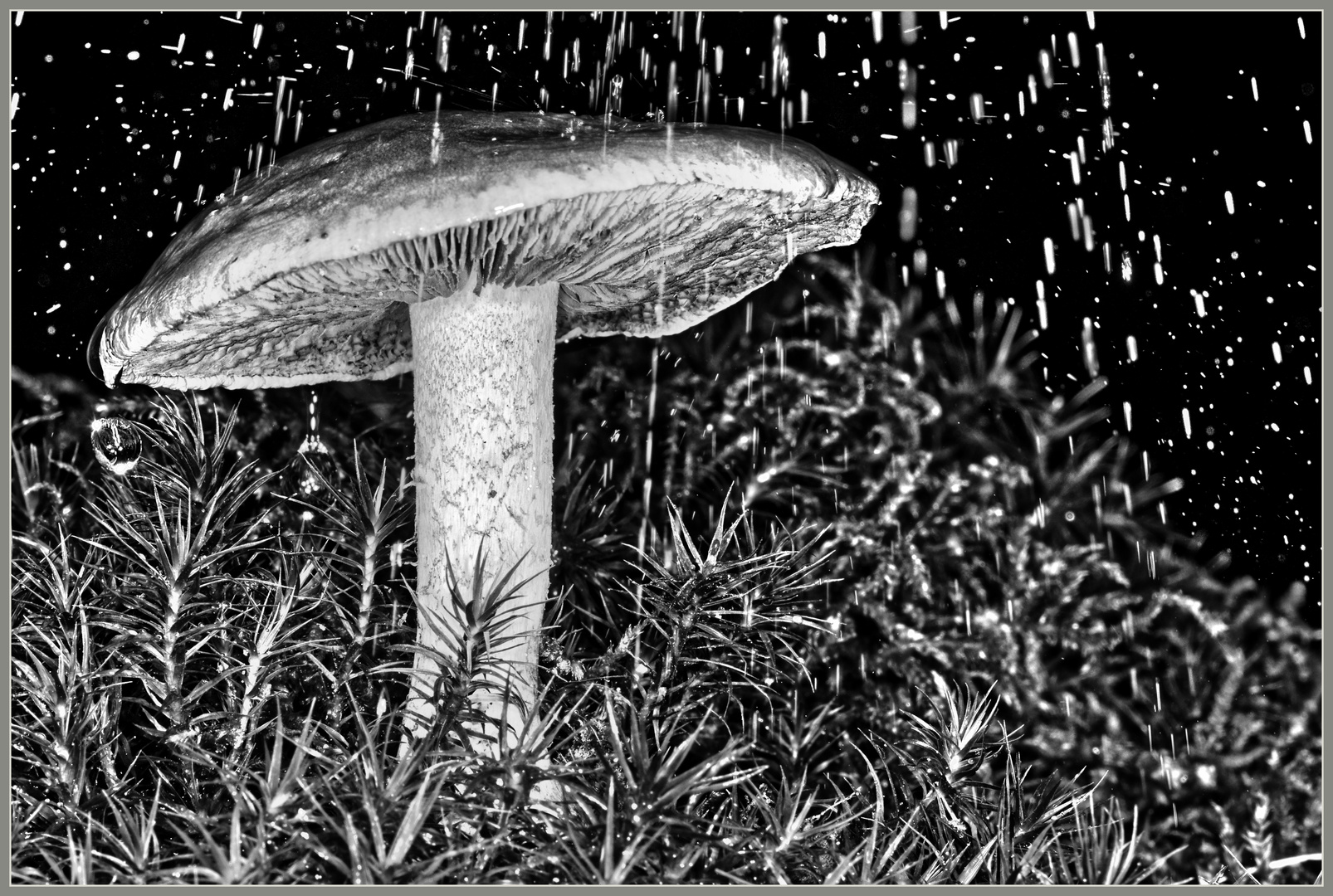 Pilz im Regenschauer, SW