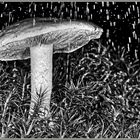 Pilz im Regenschauer, SW