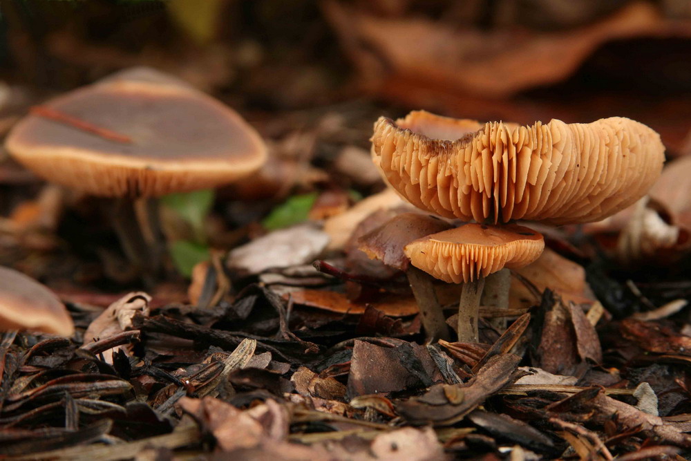 Pilz im Rindenmulch