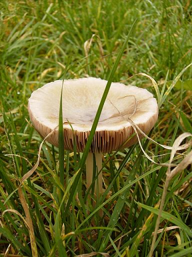 Pilz im saftigen Grün