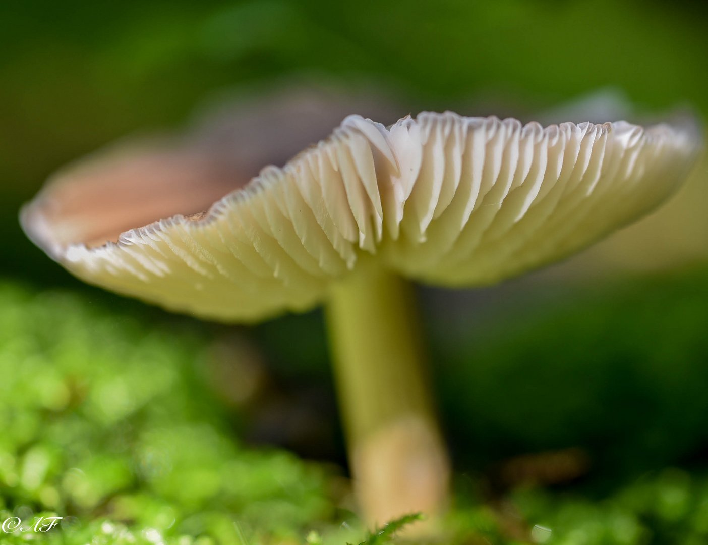 Pilz im Schatten