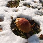 Pilz im Schnee (1)