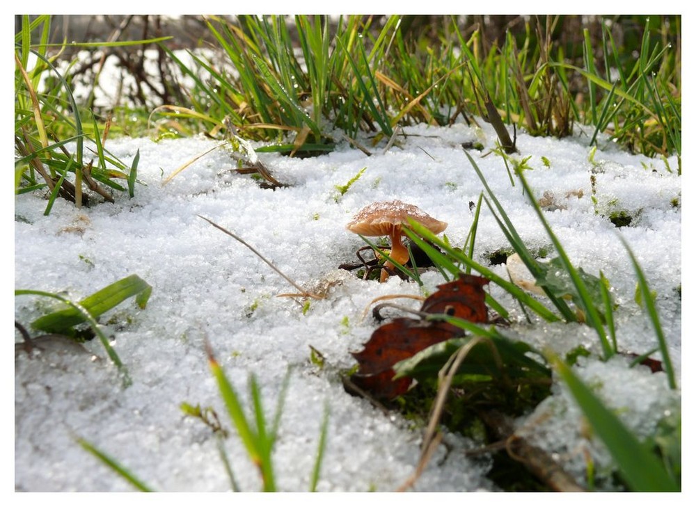 Pilz im Schnee