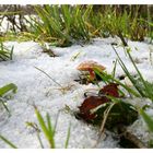 Pilz im Schnee