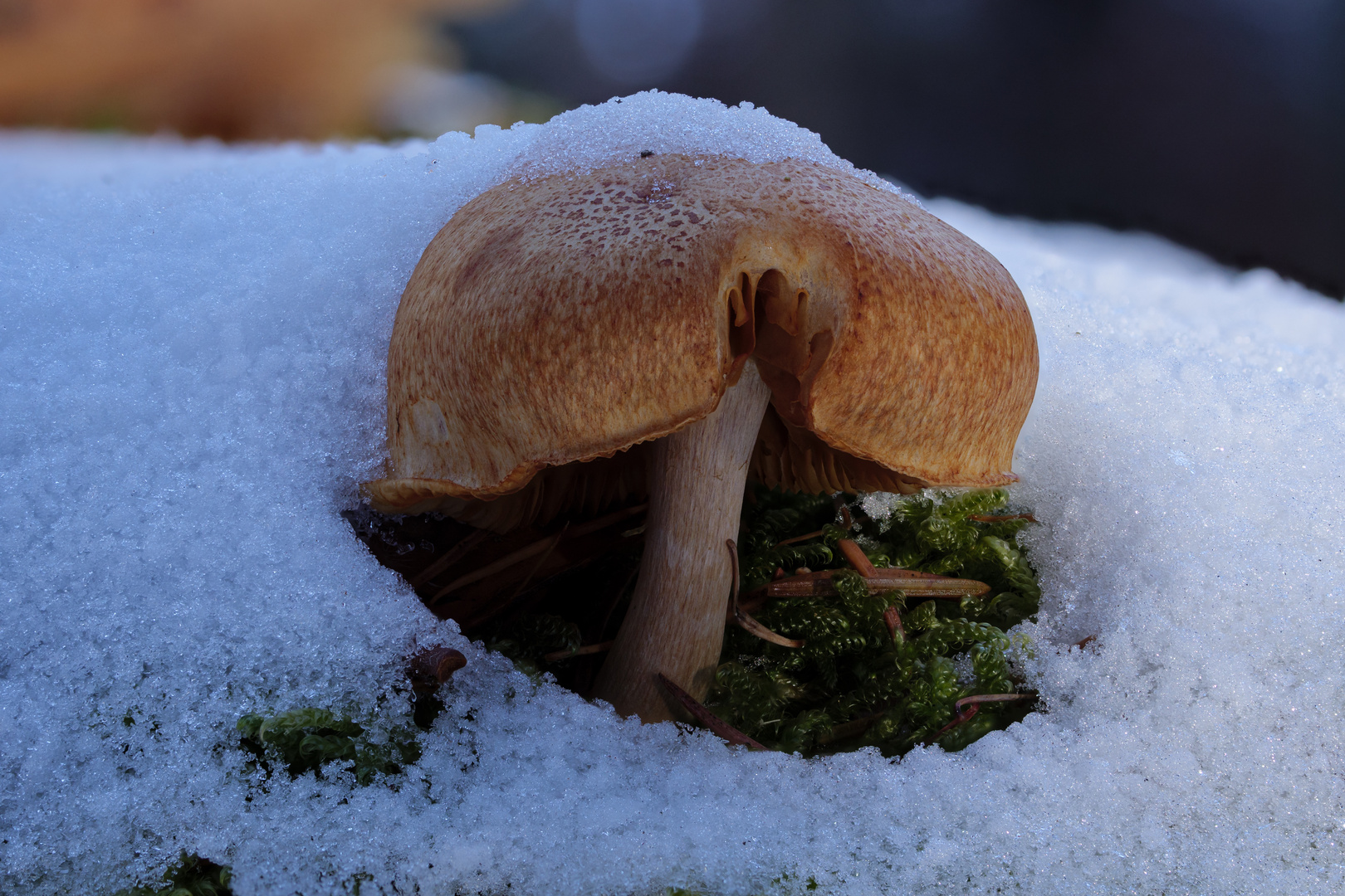 Pilz im Schnee