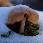 Pilz im Schnee