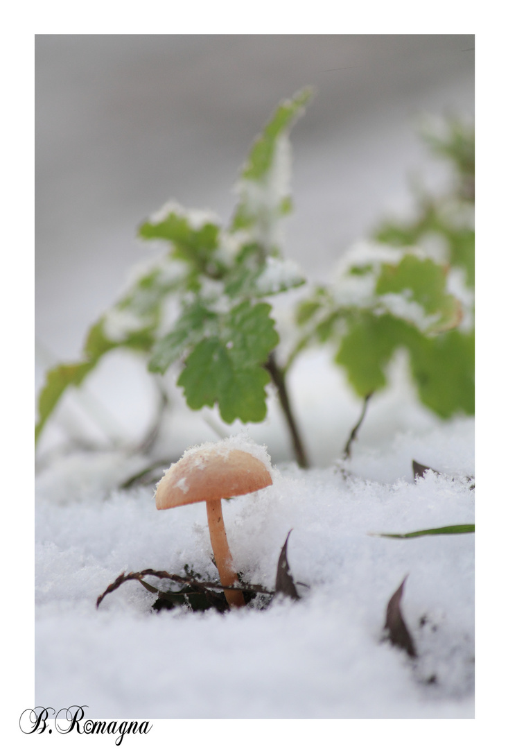 Pilz im Schnee