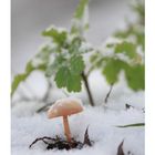 Pilz im Schnee