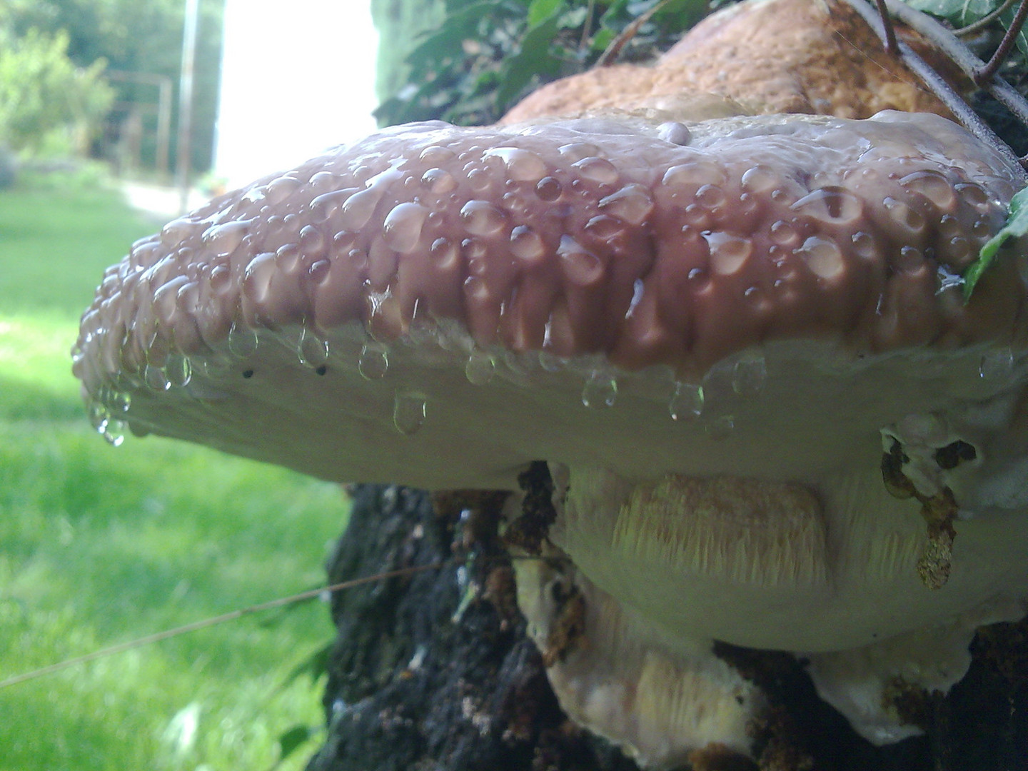 Pilz im Sommerschweiss