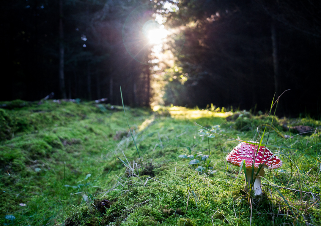 Pilz im Sonnenschein