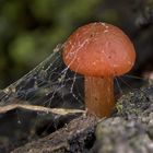 Pilz im Spinnennetz