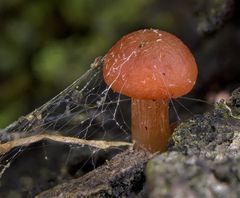 Pilz im Spinnennetz