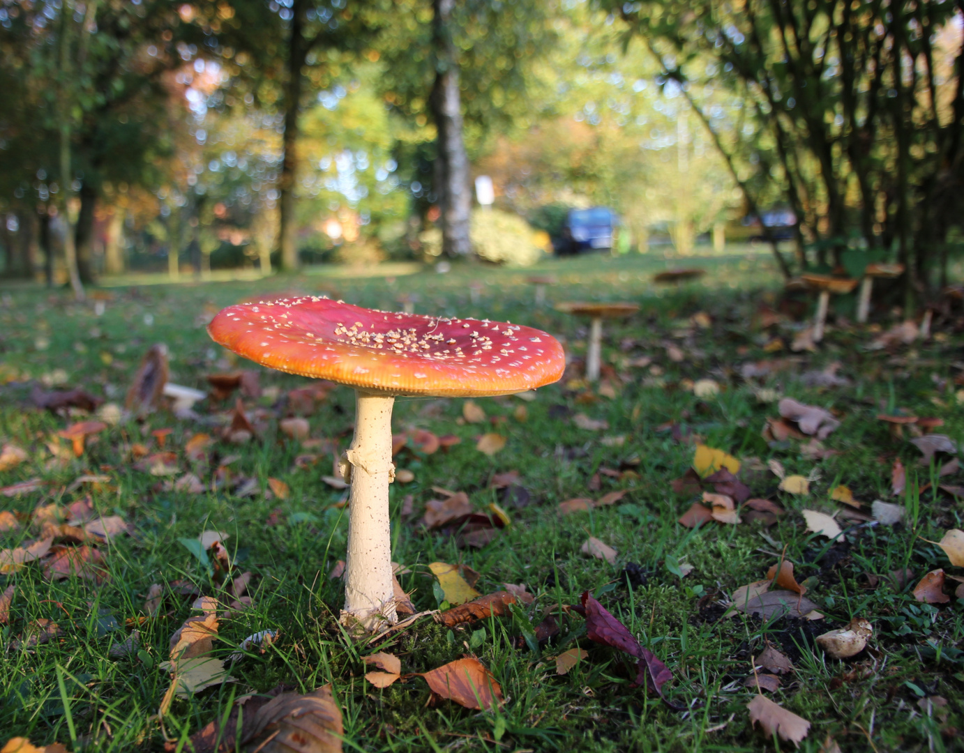 Pilz im Stadtpark ... 