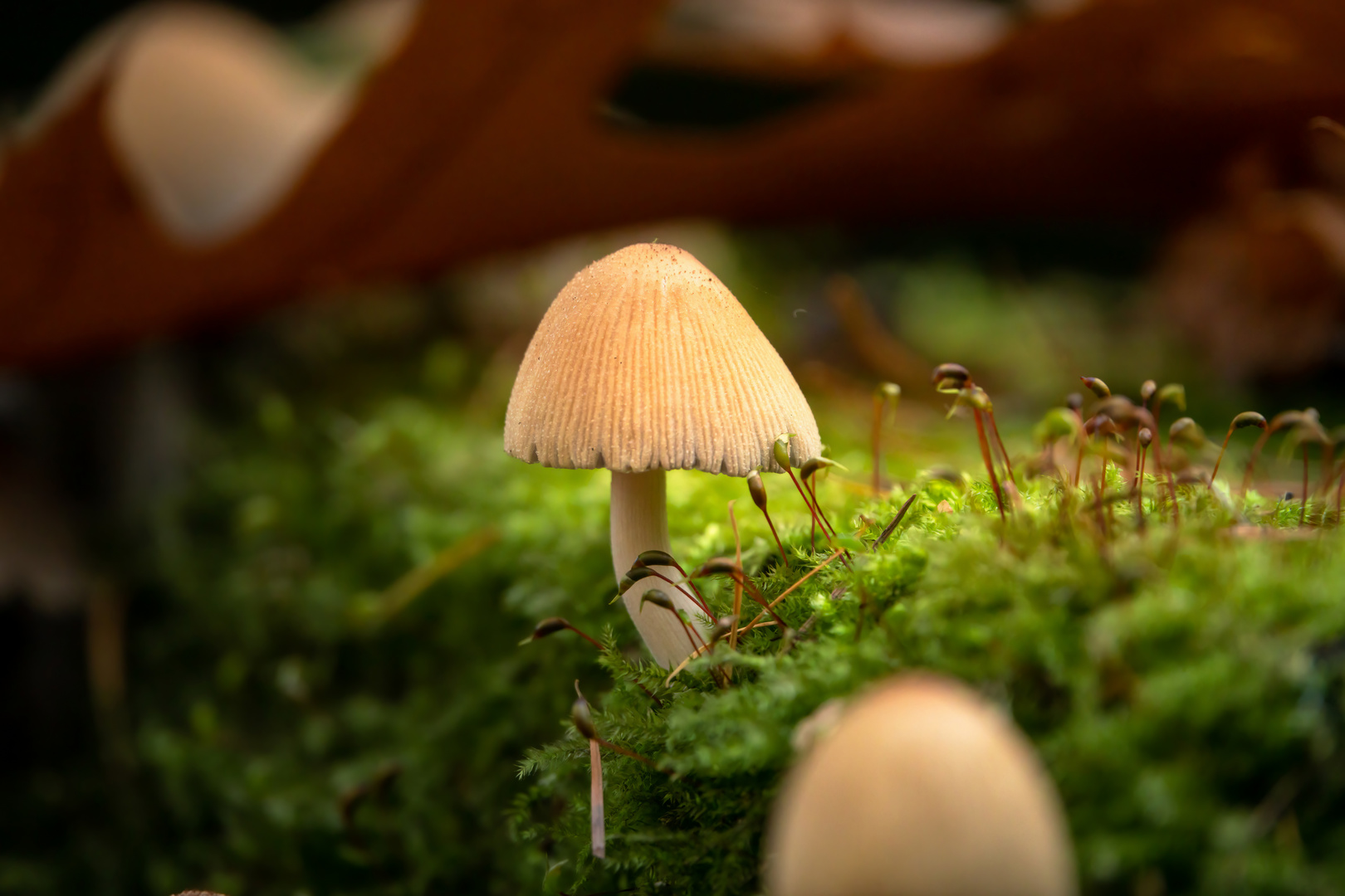 Pilz im strahlenden Moos