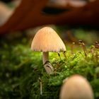 Pilz im strahlenden Moos