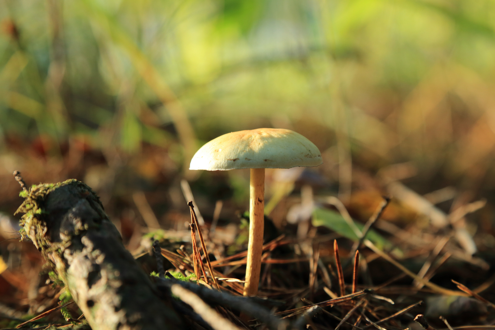 Pilz im Unterholz