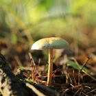 Pilz im Unterholz