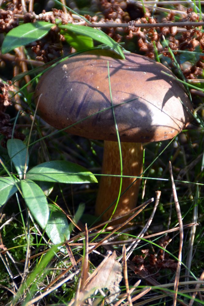 Pilz im Unterholz