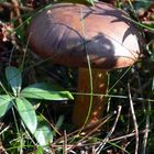 Pilz im Unterholz