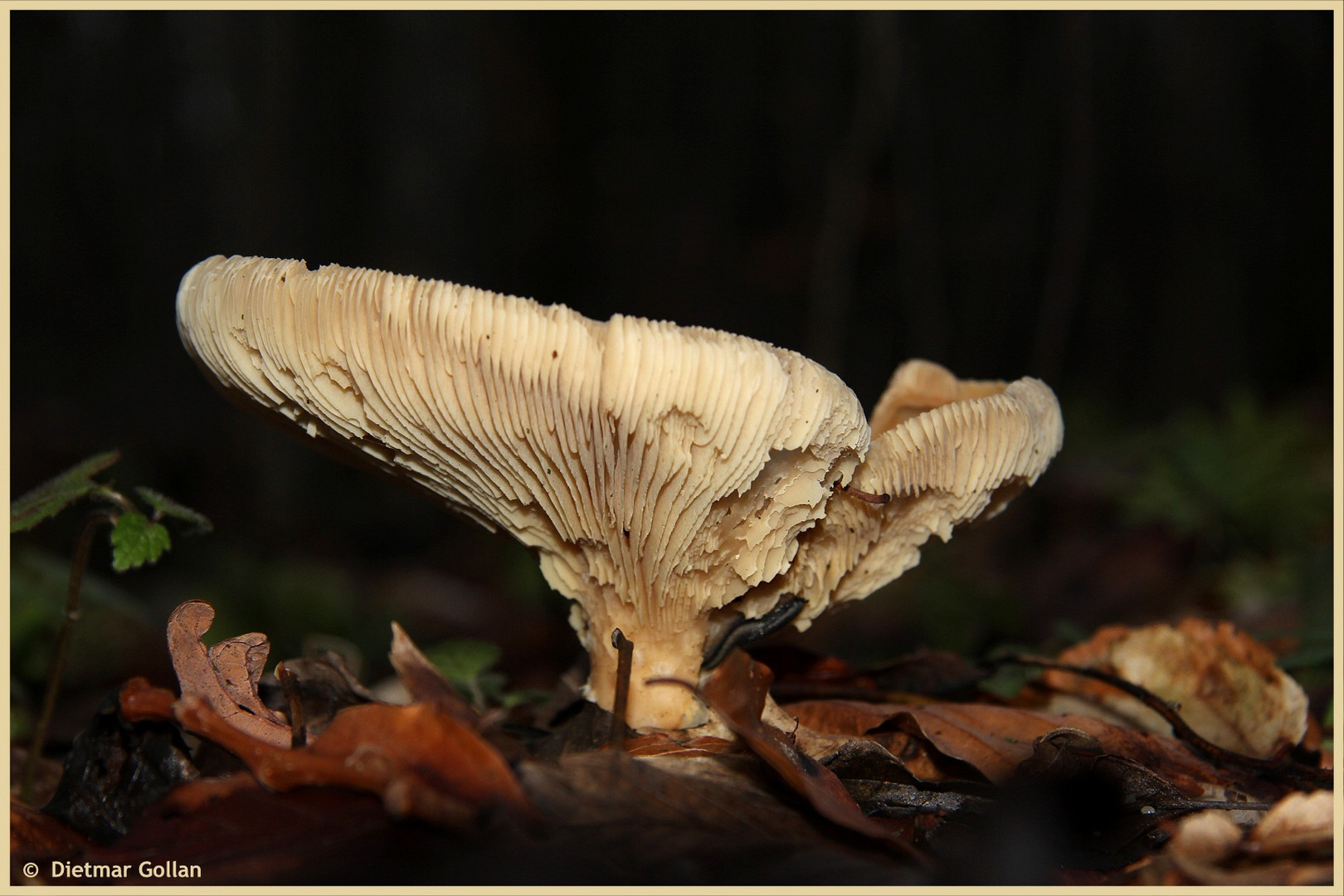 Pilz im Unterholz