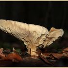 Pilz im Unterholz