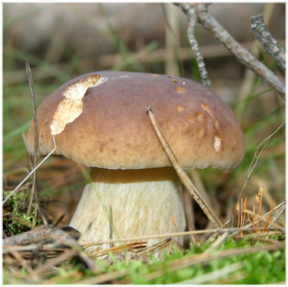 Pilz im Wald