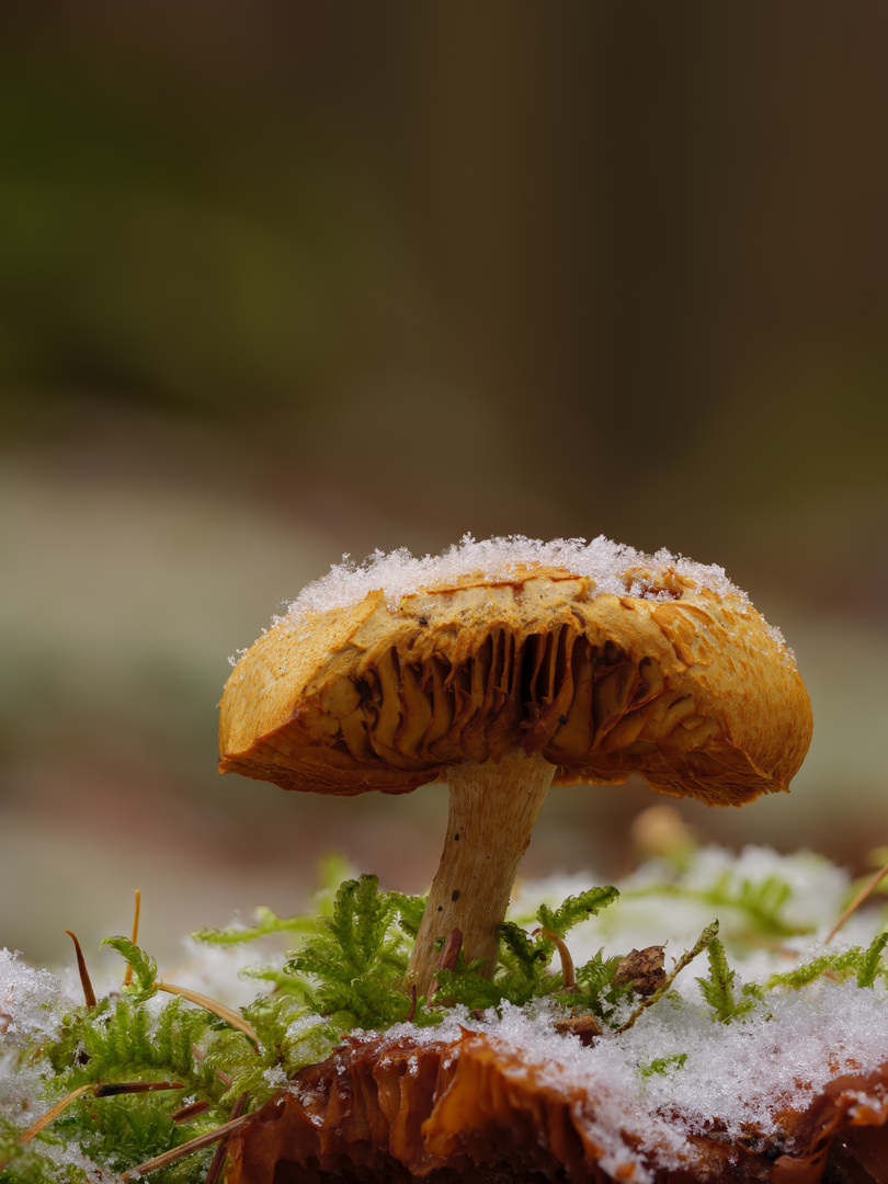 Pilz im Wald