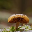 Pilz im Wald