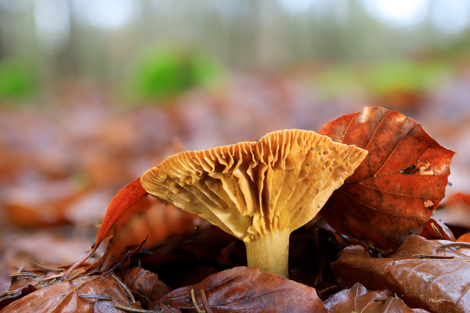 Pilz im Wald