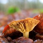 Pilz im Wald