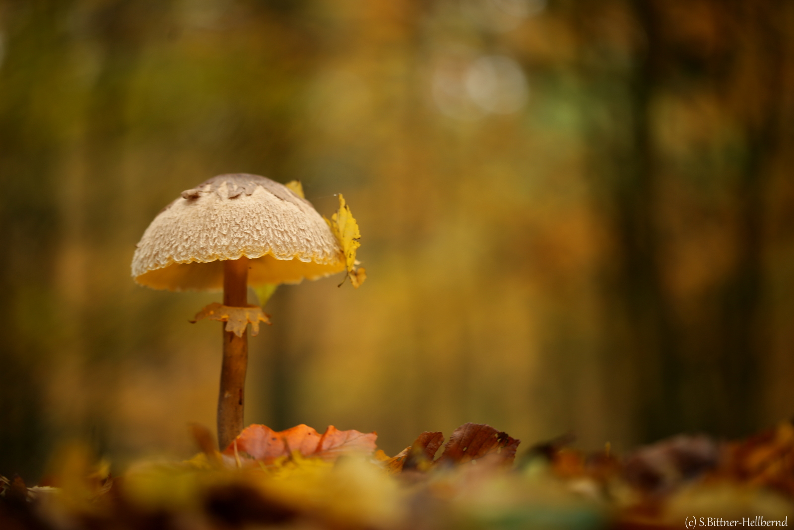 Pilz im Wald