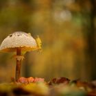 Pilz im Wald