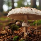 Pilz im Wald