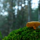 Pilz im Wald