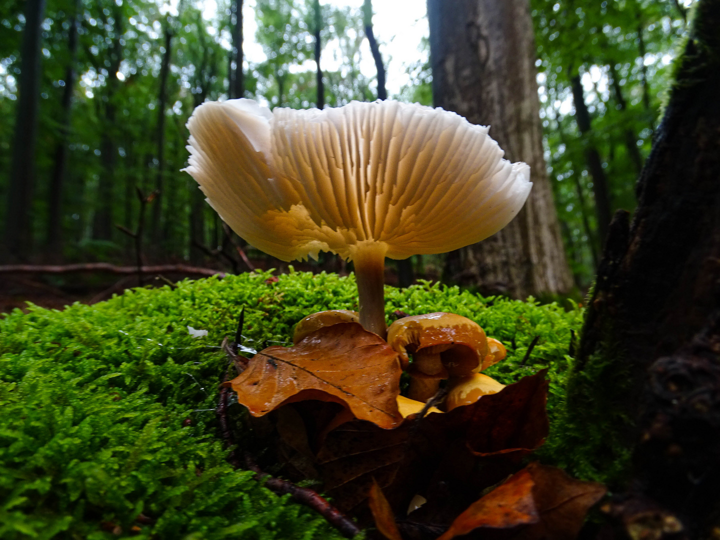 Pilz im Wald