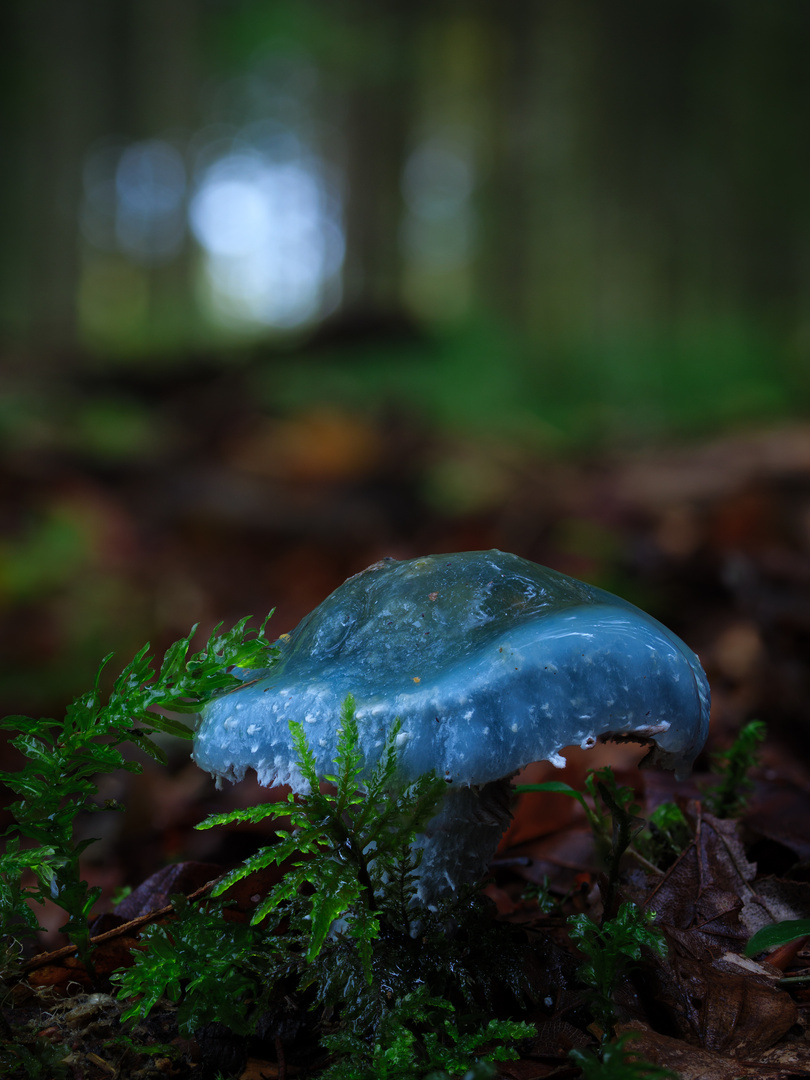 Pilz im Wald