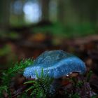 Pilz im Wald