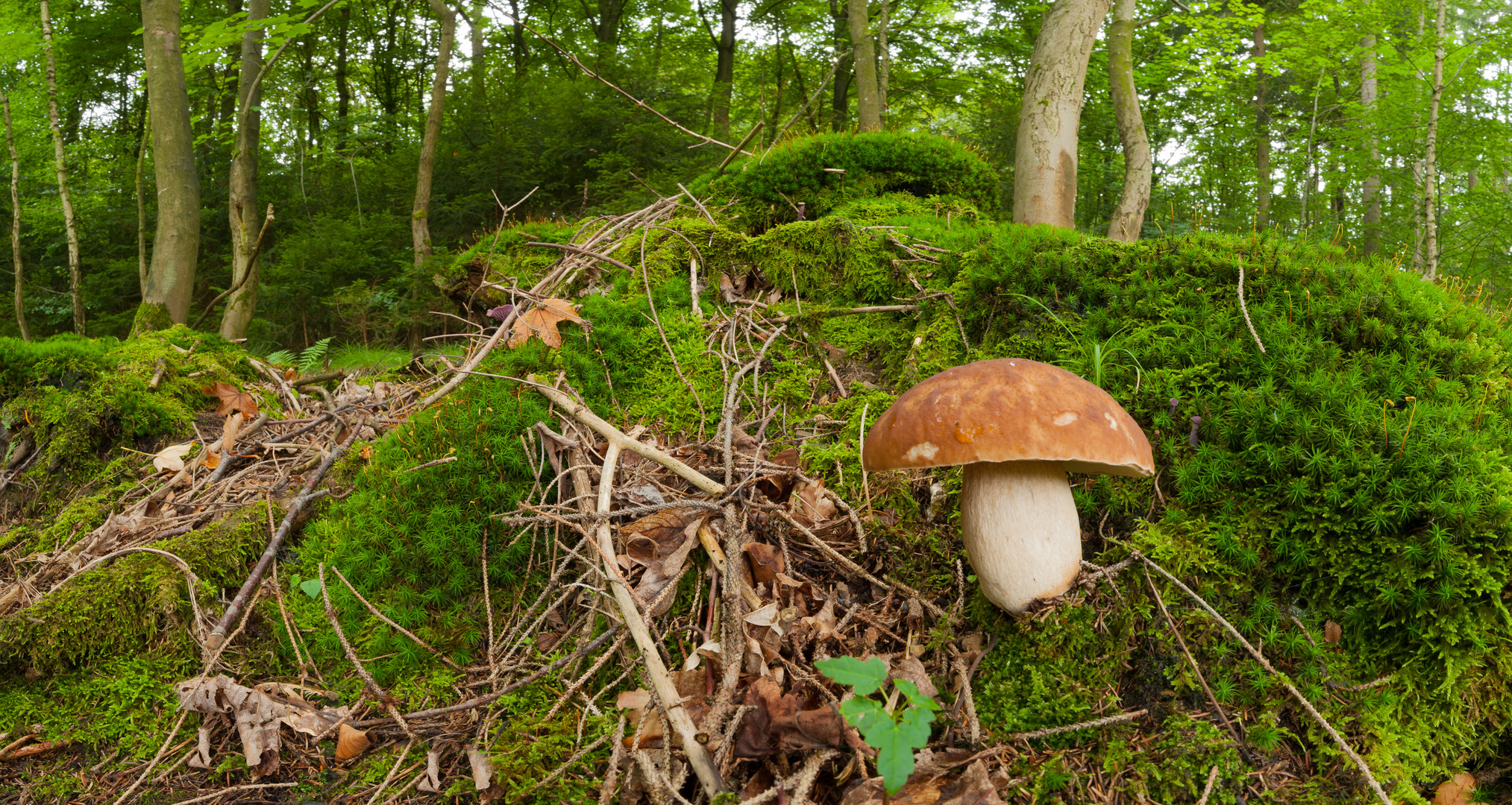 Pilz im Wald 2 Foto & Bild | landschaft, natur-makros, natur-panorama ...
