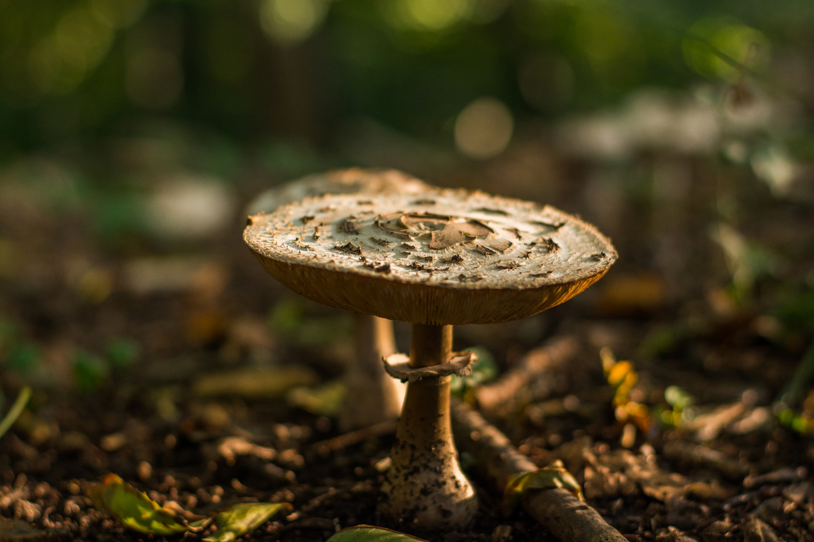 Pilz im Wald