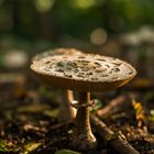 Pilz im Wald