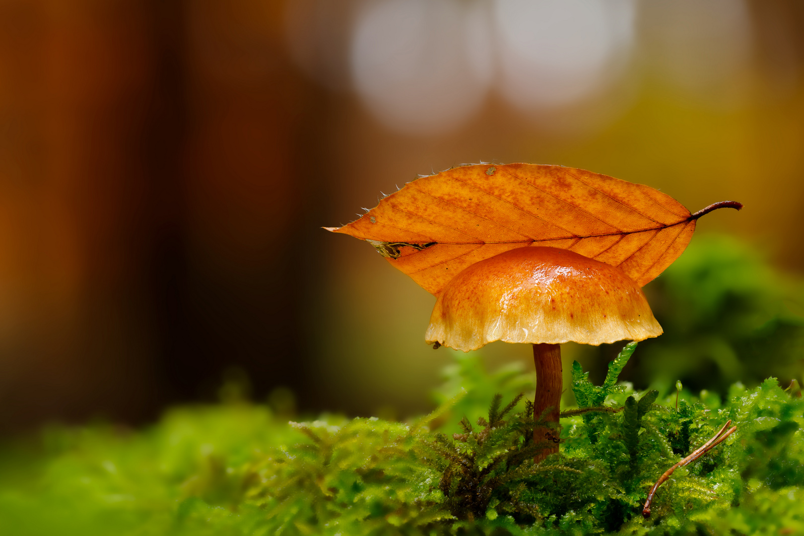 Pilz im Wald