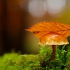 Pilz im Wald