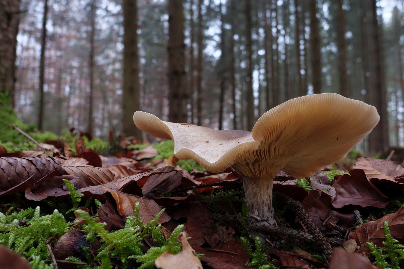 Pilz im Wald