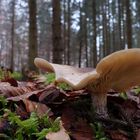 Pilz im Wald