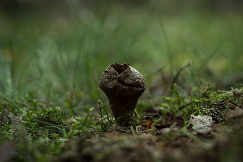 Pilz im Wald